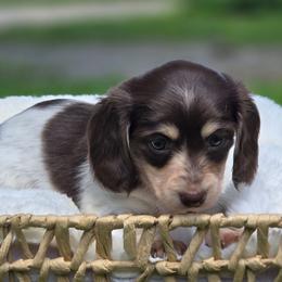 Daisy - Chocolate and cream female Dachshund puppy in Mcminnville, Tennessee from Red Barn Farms Minis