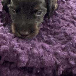 Dachshund Puppies from Hannau Doxies