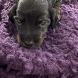 Dachshund Puppies from Hannau Doxies