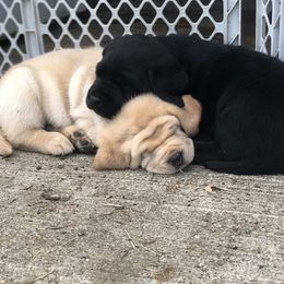 Labrador Retriever Puppies from Mahan Labs