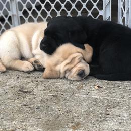 Labrador Retriever Puppies from Mahan Labs
