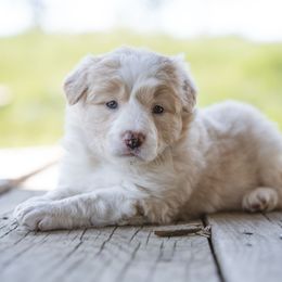 Lulu - Gold Border Collie puppy in Fresno, California from Alpine Tails