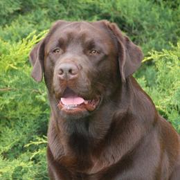 Russell - Labrador Retriever