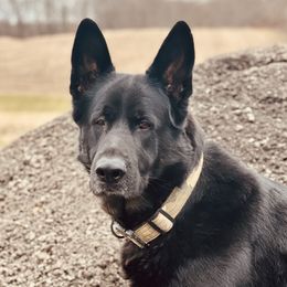 CHASE - German Shepherd