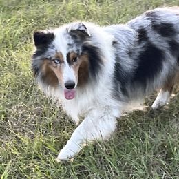 Winston  - Shetland Sheepdog