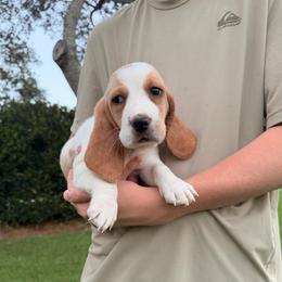 Bill Weasley-Blue - Lemon and white male Basset Hound puppy in Gulf Breeze, Florida from Breeze Basset Hounds