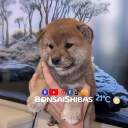 AZUKI - Red male Shiba Inu puppy in Minnesota from BonsaiShibas