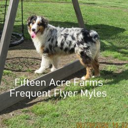 Myles - Australian Shepherd