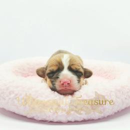 Willow - Red female Pembroke Welsh Corgi puppy in Hickory, North Carolina from Whimsical Treasure Corgis