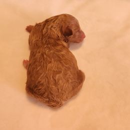 Pocahontas - Apricot female Poodle puppy in San Tan Valley, Arizona from Desert Storm Poodles