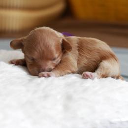 Miss purple collar - Cream female Maltipoo puppy in Springtown, Texas from North Texas Puppies