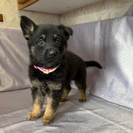 Elsi - Pink Collar - Black and tan female German Shepherd puppy in Greenwood, Arkansas from West Haus Shepherds