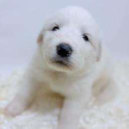 Roy - black collar - White male Great Pyrenees puppy in San Marcos, California from Faith Family Freedom Farm