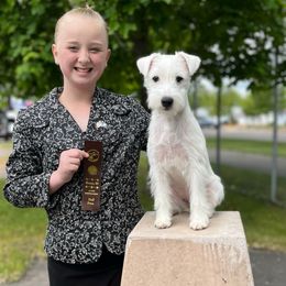 Marsha - Parson Russell Terrier