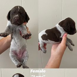 German Shorthaired Pointer Puppies from Lusk Puppies