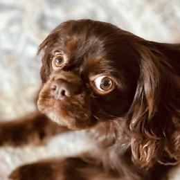 Tootsie - Cavalier King Charles Spaniel