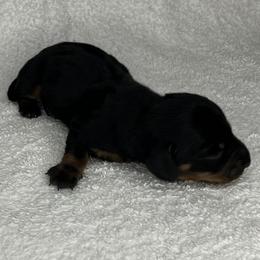 Ralphie - Black and tan male Dachshund puppy in Mocksville, North Carolina from The Dachs of Hazzard Dachshunds