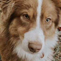 Australian Shepherds from Saints Heritage Aussies
