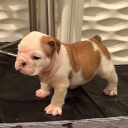 Matrix Dark Blue - Red and white male Bulldog puppy in Laurel, Montana from Bull Mountain Bulldogs