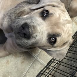 Cane Corso and Lowchen Puppies from High Royal Kennel