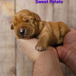 Sweet Potato - Yellow male Labrador Retriever puppy in Louisville, Kentucky from Tsuki Labradors