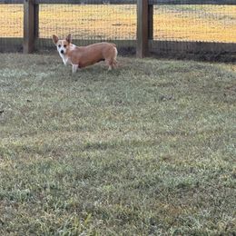 Juno - Pembroke Welsh Corgi