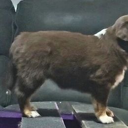 Miniature American Shepherd and Miniature Australian Shepherd Puppies from Rusty Rose Mini Aussies and Mini American Shepherds