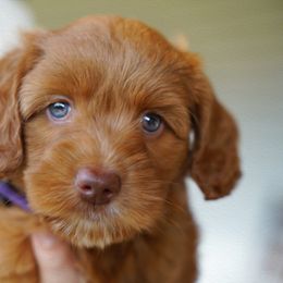 Australian Labradoodle Puppies from Integrity Labradoodles