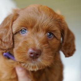 Australian Labradoodle Puppies from Integrity Labradoodles