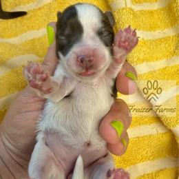 Mable - Parti female Miniature Schnauzer puppy in Happyland, Oklahoma from Fraizer Farms