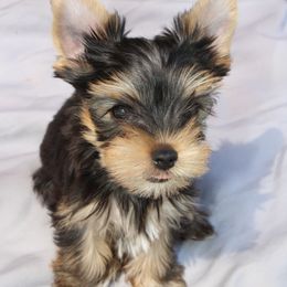 Yorkshire Terrier Puppies from Madame Yorkie