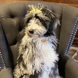 Gemma - Aussiedoodle
