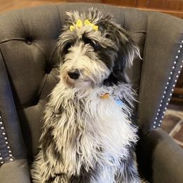 Gemma - Aussiedoodle