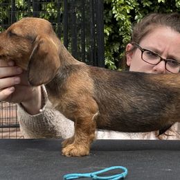 Dachshund Puppies from Passport Dachshunds