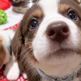 Beacon - Liver and white male Cardigan Welsh Corgi puppy in Denham Springs, Louisiana from Haggard Family Corgis