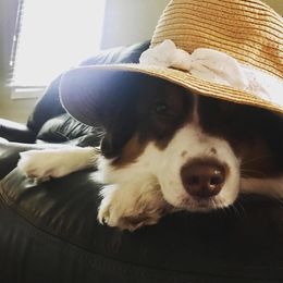 Hadley - Australian Shepherd