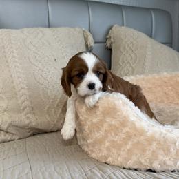 Girl 3 - Blenheim female Cavalier King Charles Spaniel puppy in Spokane Valley, Washington from Olga's Cavalier King Charles Spaniels
