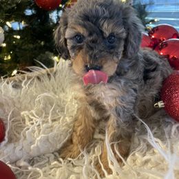 Bernedoodle and Havapoo Puppies from Precious Paws and Purrs