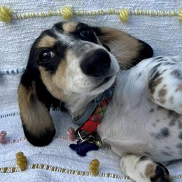 Domino - Dachshund