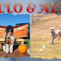 Poodle puppies from A & A Pinedale Standard Poodles