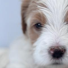 Saint Berdoodles from Pawfect Saint Berdoodles