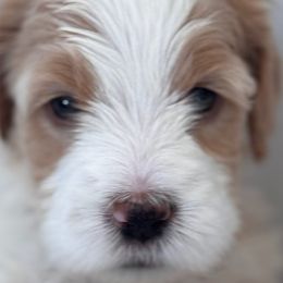 Saint Berdoodles from Pawfect Saint Berdoodles