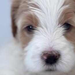 Saint Berdoodles from Pawfect Saint Berdoodles