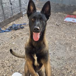Salem - Mahogany female Belgian Malinois puppy in Corpus Christi, Texas from Heavenly Firefly Belgian Malinois