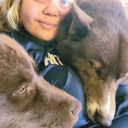 Siberian Huskies from Winters Siberians