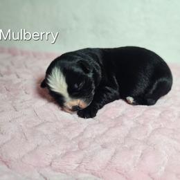 Mulberry - Black & white female Miniature Australian Shepherd puppy in Owensboro, Kentucky from JnT's Bluegrass Mini Aussies