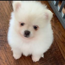 Boy 1 - Cream parti male Pomeranian puppy in Houston, Texas from Lola’s Poms