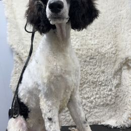 Poodle Puppies from Shellie’s Poodle Patch