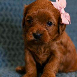 Bernedoodle and Cavapoo Puppies from Little Diamond Doodles