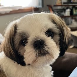 Singleton - Shih Tzu
